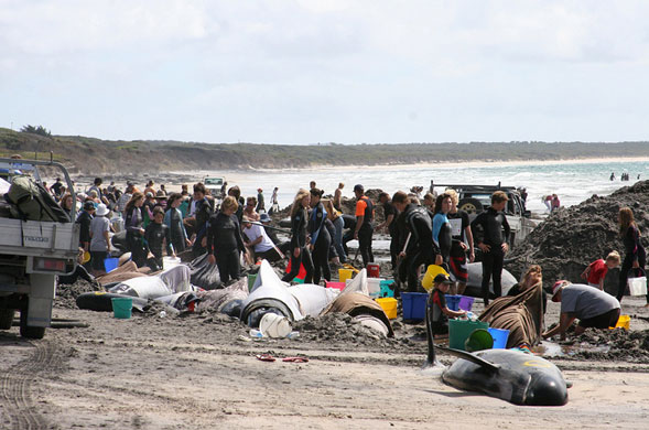 Whales and dolphins: Beached whales and dolphins on King Island off southern Australia. 