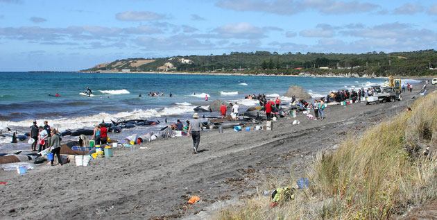 Whales and dolphins: Beached whales and dolphins on King Island off southern Australia 