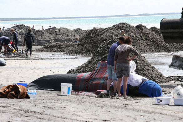 Whales and dolphins: Beached whales and dolphins on King Island off southern Australia 