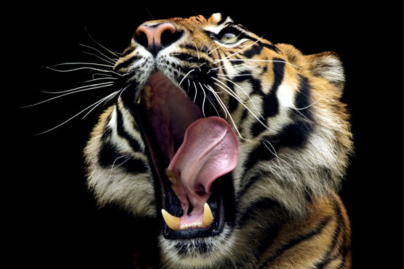 2 March 2009: Sumatran tiger 'Jumilah' during the Roar and Snore event in Taronga Zoo