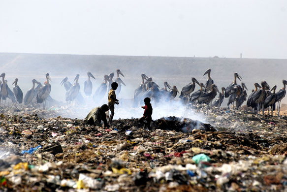 2 March 2009: Guwahati, India: Great Adjutant storks at a rubbish dump
