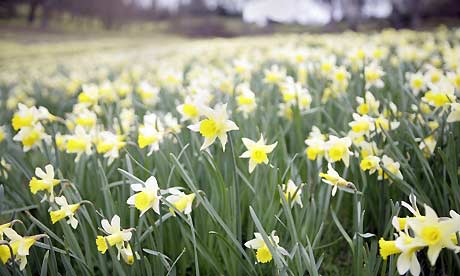 Daffodils. A new assessment of Britain's wildlife has found that recent winters have been ending earlier than ever. Photograph: Guardian