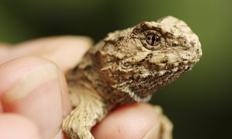 a baby tuatara is held by staff at the Karori Wildlife Sanctuary in Wellington, New Zealand