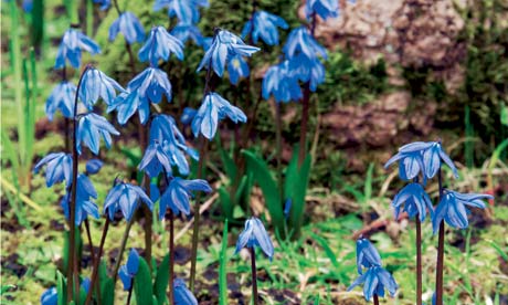 Scilla siberica 'spring beauty' 