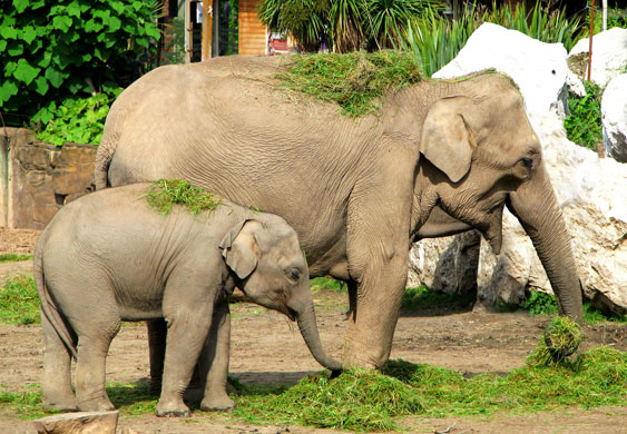 In Pictures: Mothers: Bill Reeds