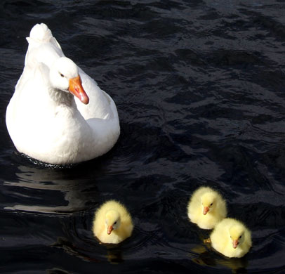 In Pictures: Mothers: Jane Wright