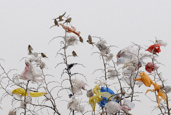 20 March 2009: Changzhi, China: Birds sit on a tree among plastic rubbish
