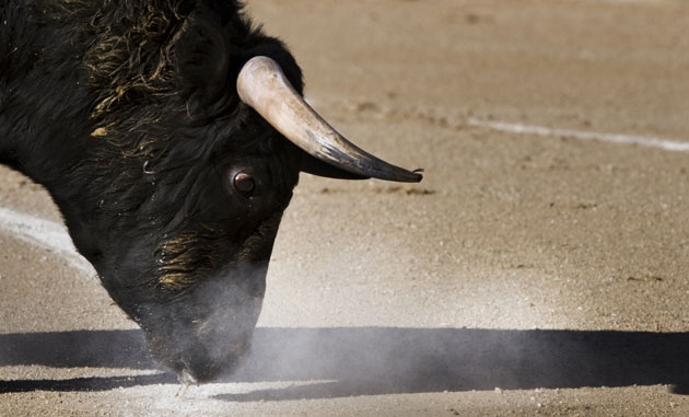 24 hours: A bull during a bullfight at 'Las Ventas' bullring  in Madrid 