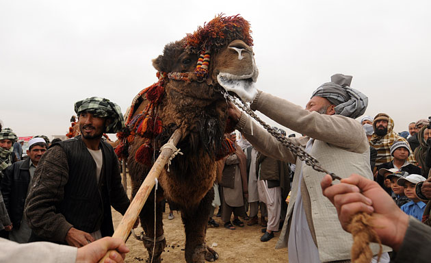24 hours: Camel fighting in Afghanistan 