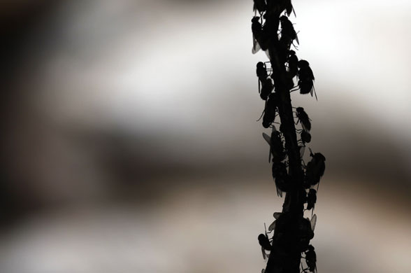 24 hours: Flies  at Jakarta's main garbage dump at Bantar Gebang 