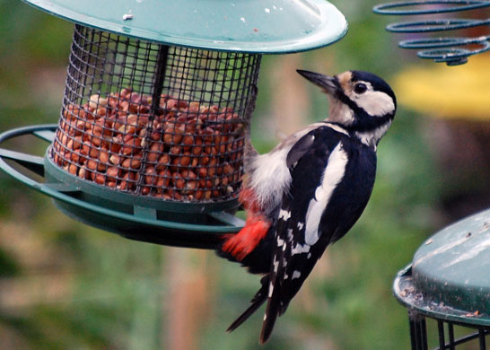 Big Garden Birdwatch: Great spotted woodpecker by purpleorchid2