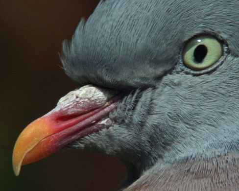 Big Garden Birdwatch: Woodpigeon by GJS78