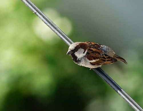 Big Garden Birdwatch: House sparrow by ivanpics