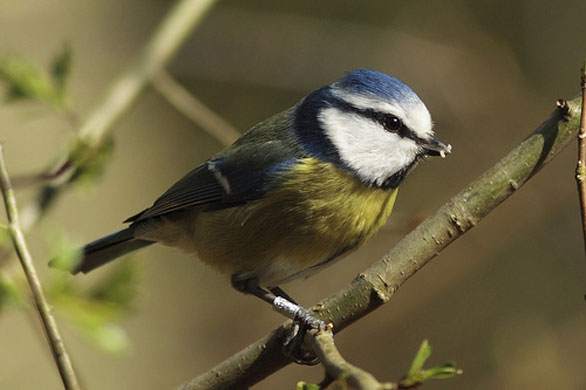 Big Garden Birdwatch: Blue tit by stuartgeeves