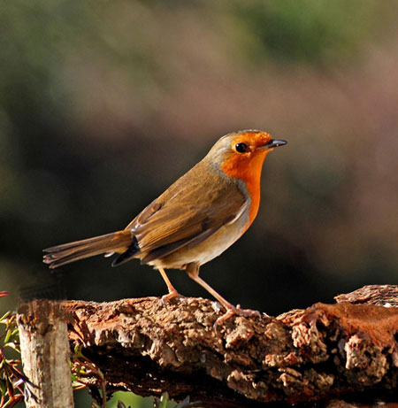 Big Garden Birdwatch: Robin by Phajus