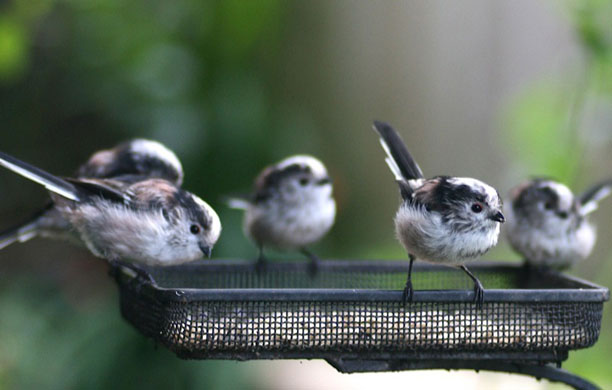 Big Garden Birdwatch: Long-tailed tits by Laura Whitehead