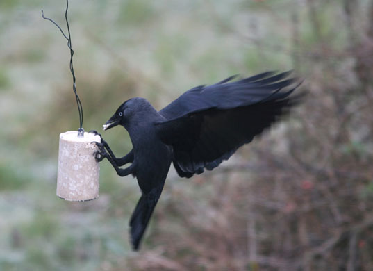 Big Garden Birdwatch: Jackdaw by Katie Fuller