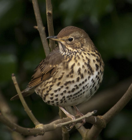 Big Garden Birdwatch: Song thrush by Kernow Pics
