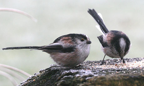 Long-tailed-tits-001.jpg