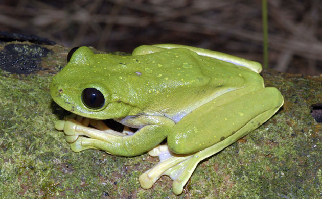 New Species Discovered: A frog : The Kaijende highlands and Hewa wilderness Papua New Guinea