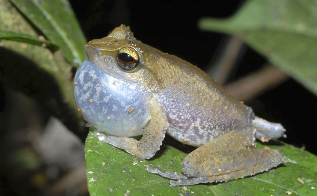 New Species Discovered: A frog : The Kaijende highlands and Hewa wilderness Papua New Guinea