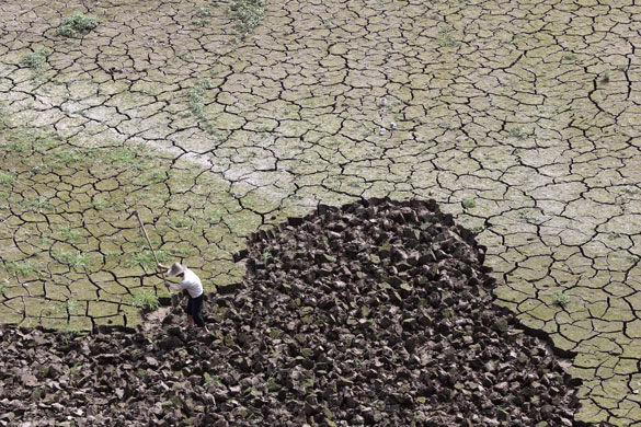 25 March 2009: Chongqing, China: A farmer works on a drought-hit paddy field
