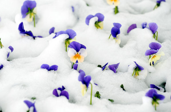25 March 2009: Salzburg, Austria: Snow covered pansies
