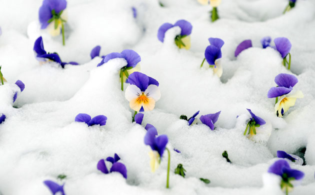 Week in Wildlife: Snow covered pansies are seen in St. Martin, Salzburg, Austria