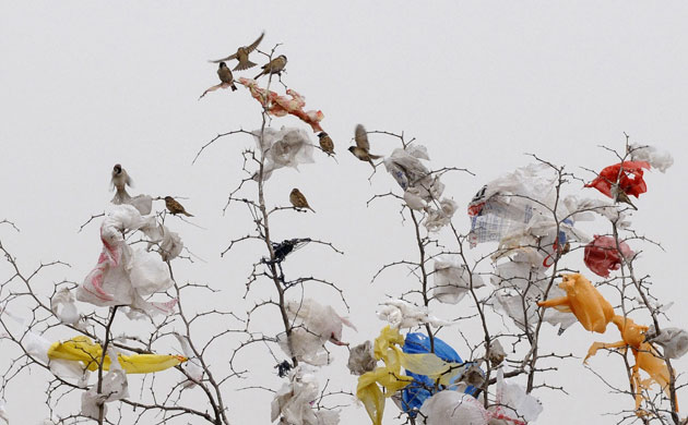 Week in Wildlife: Birds are seen on a tree among plastic at a dump site in Changzhi, China