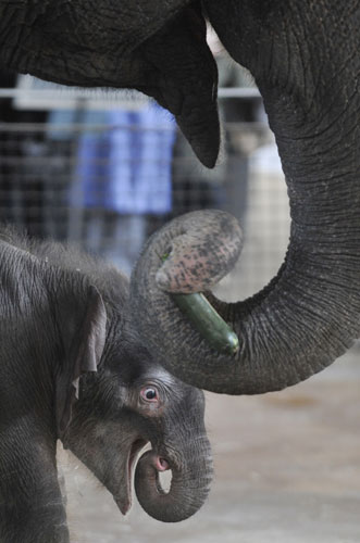 Week in Wildlife: Five-day-old female elephant Ko Raya practices using her trunk