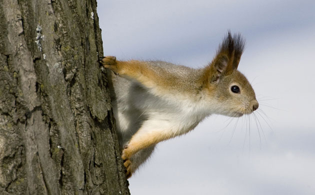 Week in Wildlife: A squirrel looks around while climbing a tree in a park in central Minsk