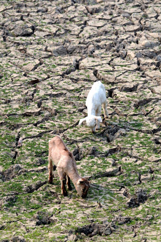 Week in Wildlife: Goats search for grass in a dried up grassland, Assam, India