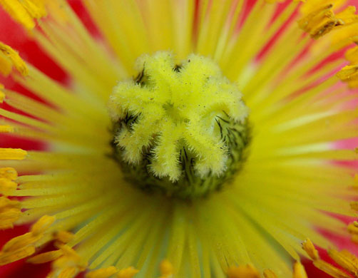 Week in Wildlife: Anemone flower