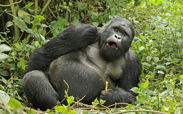 Week in Wildlife: Mountain gorillas drunk on bamboo, Rwanda, Africa