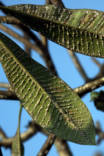 Week in Wildlife: A fungus ridden frangipani, Temple Flower, in Colombo, Sri Lanka