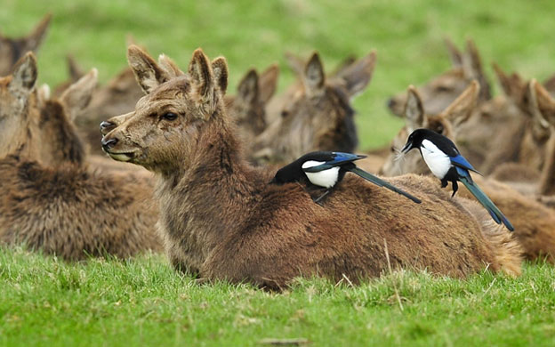 Week in Wildlife: Two magpies perch on the back of deer at Ashton Court estate