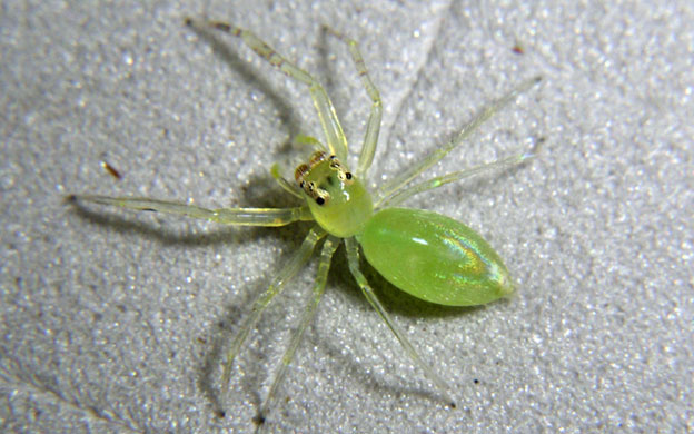 Week in Wildlife: Jumping spider discovered in a rainforest in Papua New Guinea