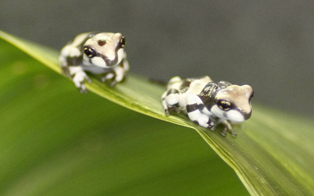 Week in Wildlife: Two Mission golden-eyed tree frogs at Chester Zoo in Chester