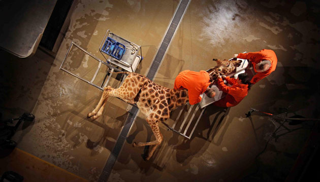 Eyewitness: A postmortem on a giraffe, to be broadcast as part of a Channel 4