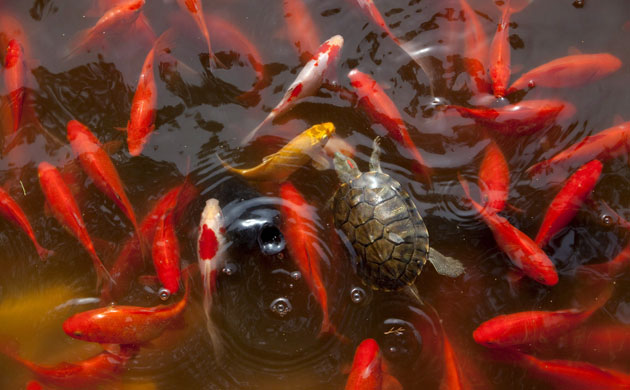 Week in wildlife: Hundreds of goldfish with a turtle, Sleeping Buddha Temple, Beijing, China