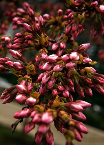 cherry tree blossom festival. cherry blossom festival,