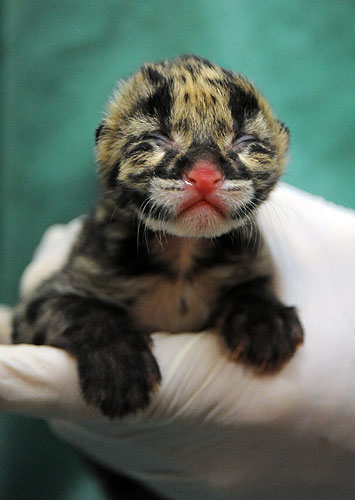Week in wildlife: One of two rare and endangered male clouded leopard cubs