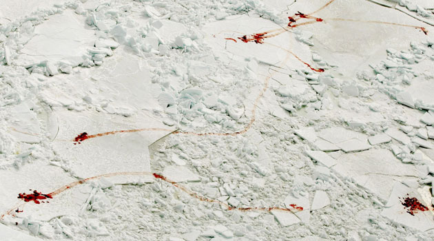 26 March 2009: Iles-de-la-Madeleine, Canada: Skinned harp seal carcasses and blood trails