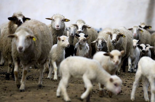 26 March 2009: Svoboda, Bulgaria: A herd of sheep at a farm