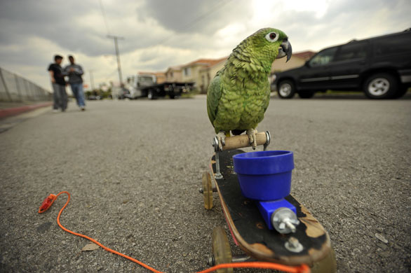 27 March 2009: Baldwin Park, US: Gordo, a Guatemalan parrot rides his skateboard