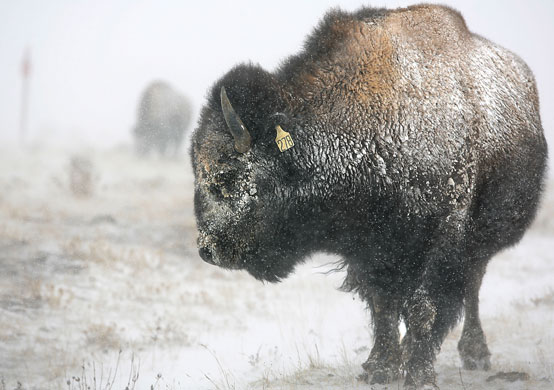 27 March 2009: Cheyenne, US: A buffalo at the Terry Bison Ranch