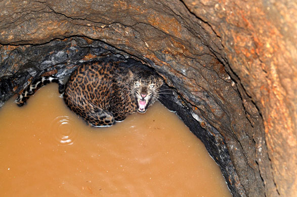 24 hours in pictures: Guwahati city, India: A leopard growls after it fell into a well.