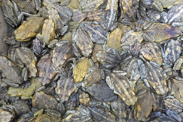 24 hours in pictures: Cairns, Australia: Some of the thousands of cane toads caught by residents.