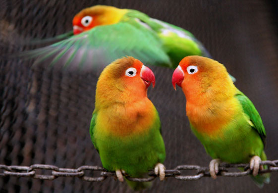 3 March 2009: Nanjing, China: Lovebirds at Hongshan Forest Zoo