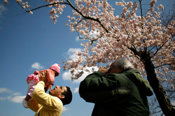 24 hours in pictures: cherry blossoms bloom in washington dc